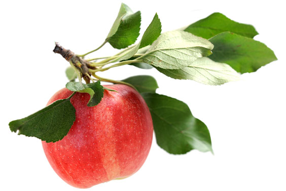 Red Apple on a Stem, with Green Leaves