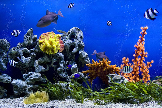 Aquarium with Tropical Fish