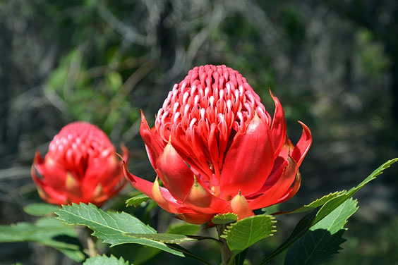 Red Flowers on Australian Waratah Shrubs