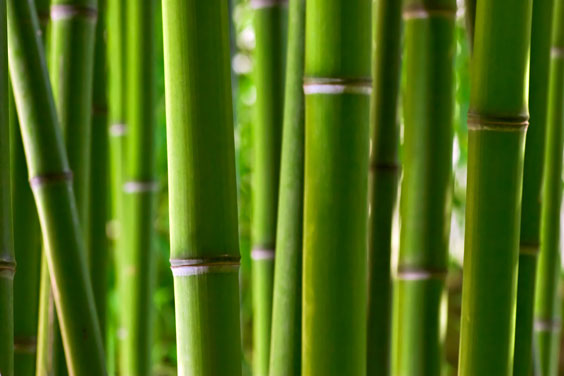 Bamboo Plants