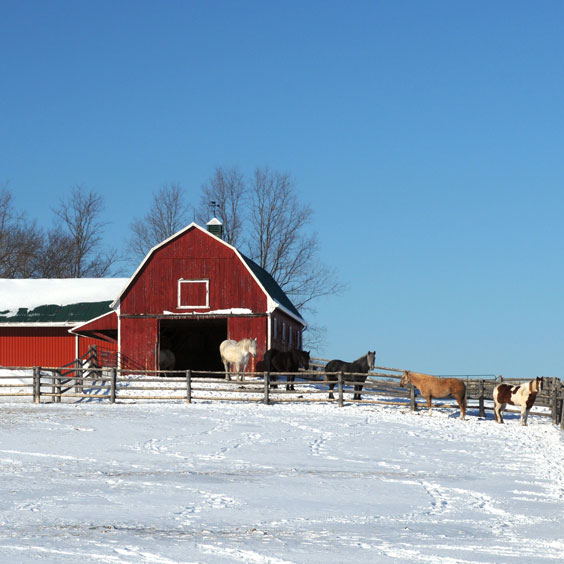 Red Barn and Horses