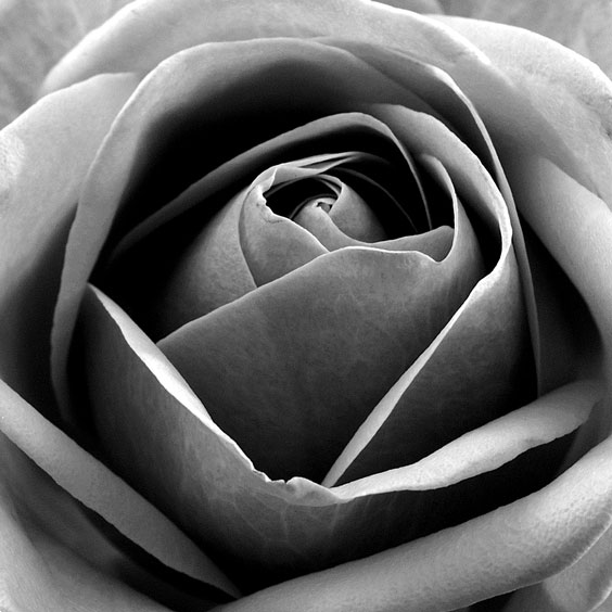 Black-and-White Rose Photograph