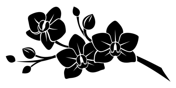 Black Orchids Silhouetted on White