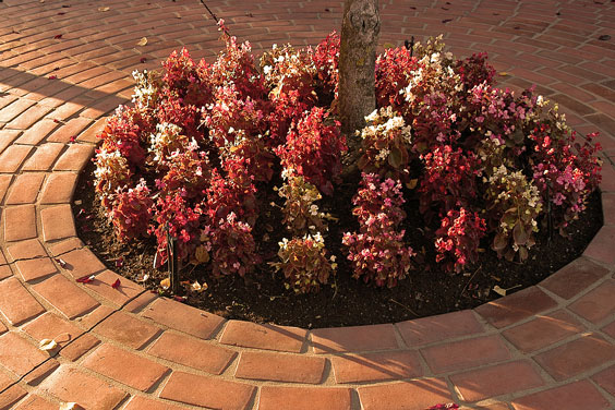 Circular Brick Walk Around a Circular Garden