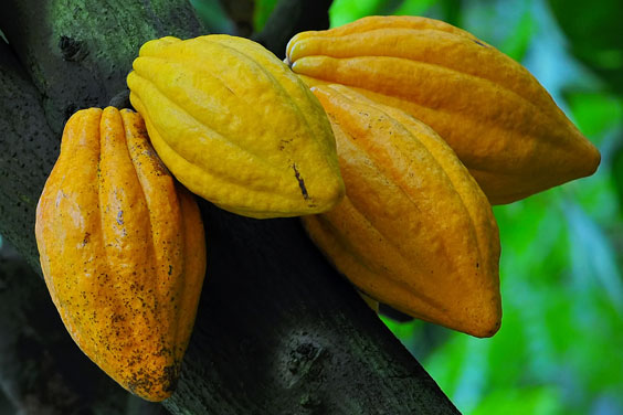 Cocoa Pods