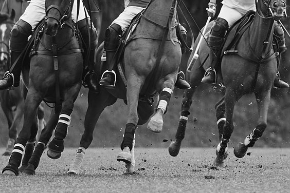 Competitive Polo Game Horsemanship