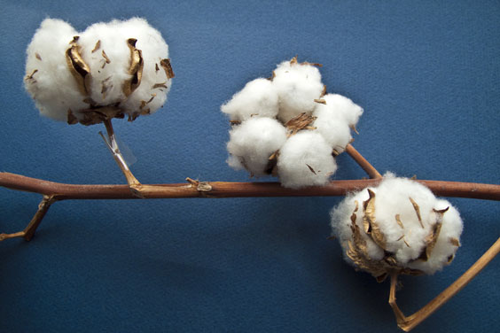 Cotton Balls