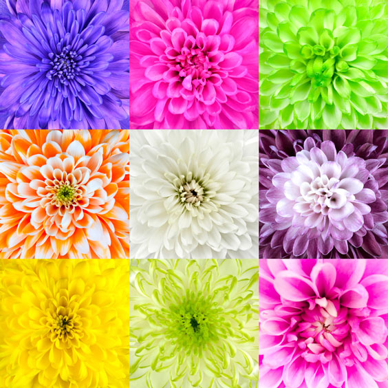 Diversified Chrysanthemum Flowers