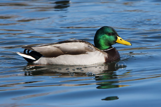 Mallard Duck