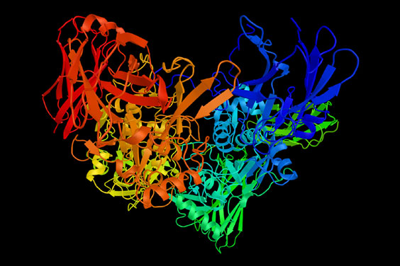 Coagulation Factor XIII
