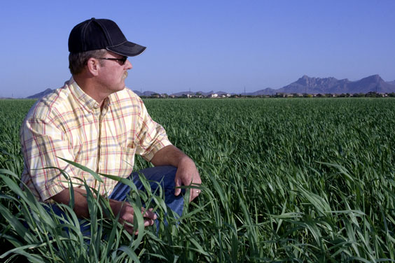 Farmer Looking Across a Wheat Field