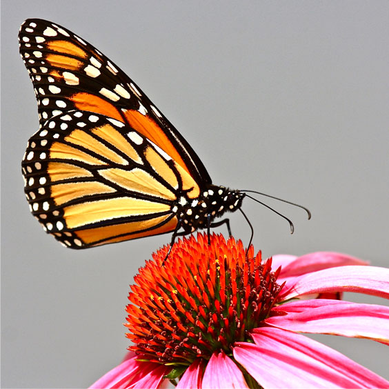 Fascinating Monarch Butterfly on a Coneflower