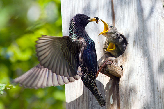 Adult Bird Feeding Baby Birds