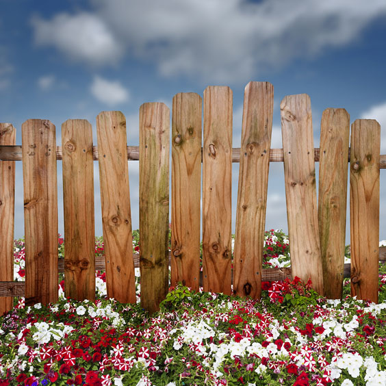 Wooden Fence Amidst Petunia Flowers