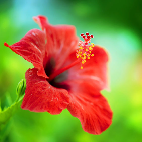 Hibiscus Flower