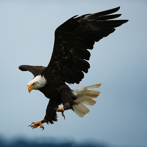 Flying Bald Eagle