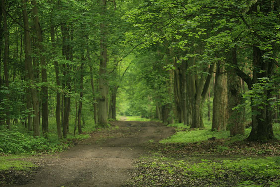 Forest Path