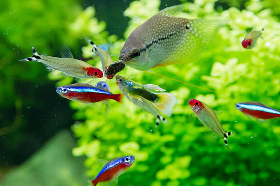 Freshwater Aquarium Fish