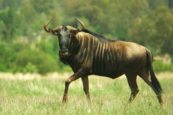 Gnu Walking in a Grassy Field