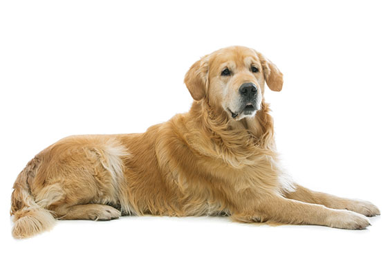 Golden Retriever - Isolated on White