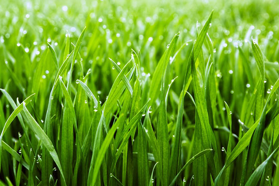 Green Grass with Dew Drops