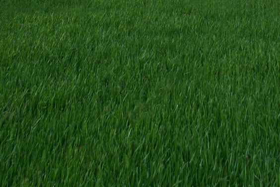 Grassy Lawn