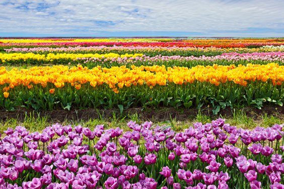 Horizontal Rows of Colorful Tulips