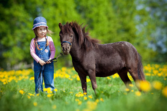 Small Horse and Child in a Meadow