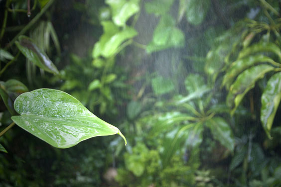 Humid Rain Forest