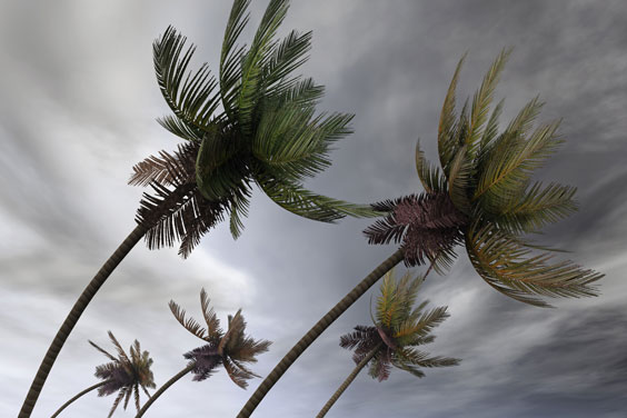 Palm Trees in a Tropical Hurricane