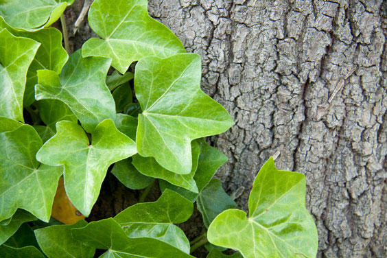 English Ivy Climbing a Tree Trunk