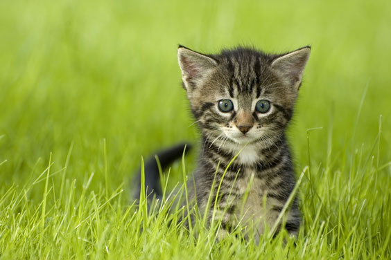 Tabby Kitten on a Green Lawn