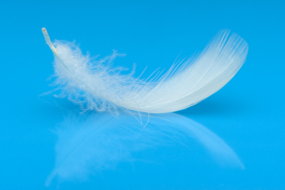 White Feather on a Light Blue Background