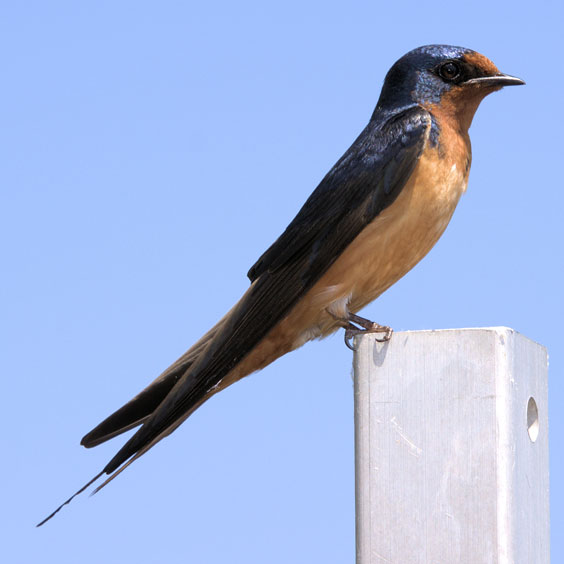 Purple Martin Perched on a White Fence Post