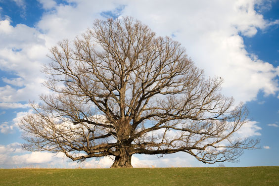 Oak Tree