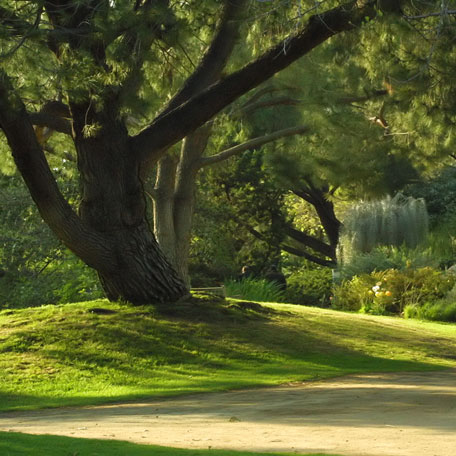 Tree in a Park