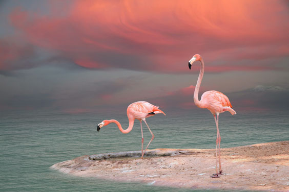 Two Pink Flamingos