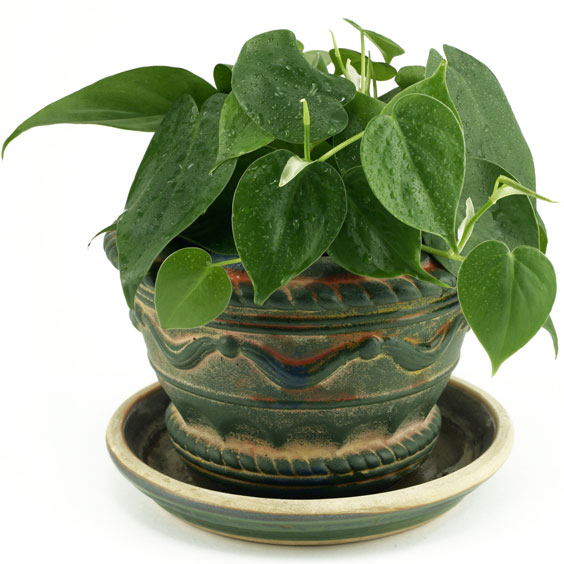 Potted Philodendron Plant