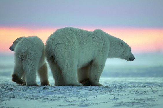 Two Polar Bears