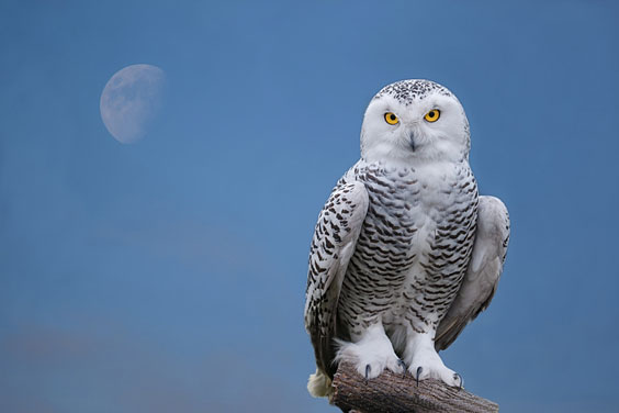 Portrait of a Snow Owl