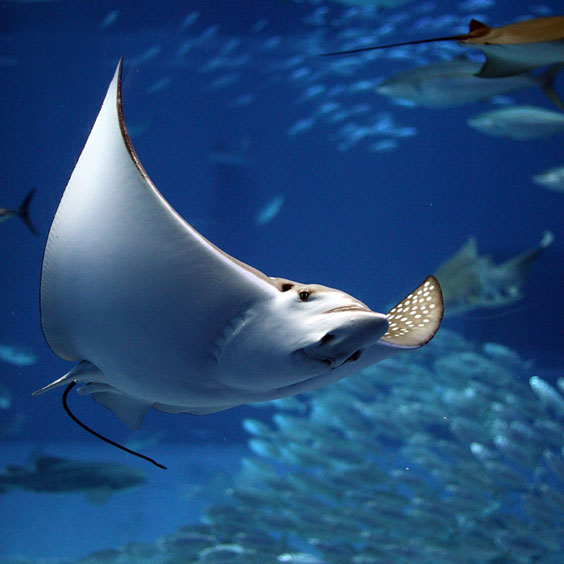 Manta Ray Swimming