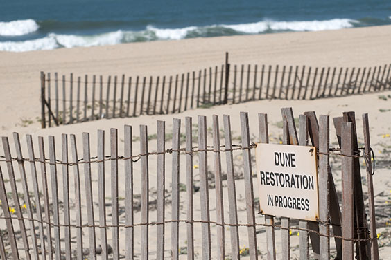 Sand Dune Restoration Project