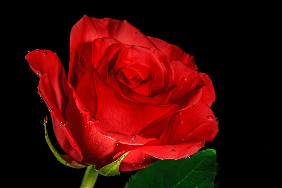 Red Rose on a Black Background