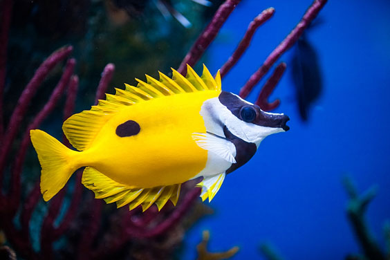 Colorful Rabbitfish in a Saltwater Aquarium