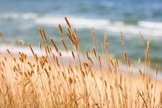 Seaside Grasses