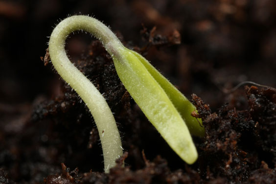 Green Plant Seedling and Brown Dirt