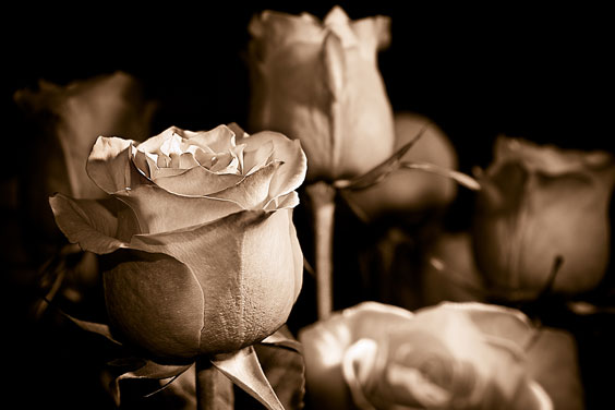 Sepia Toned Roses