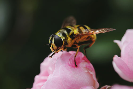 Hornet Settled on a Pink Rose
