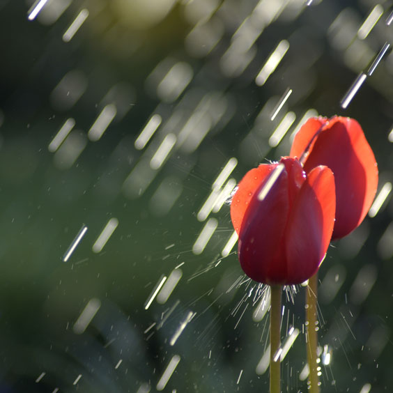 Tulips in a Rain Shower