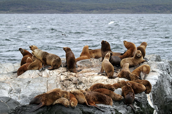 South American Sea Lions